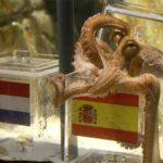 pulpo-paul-fallece