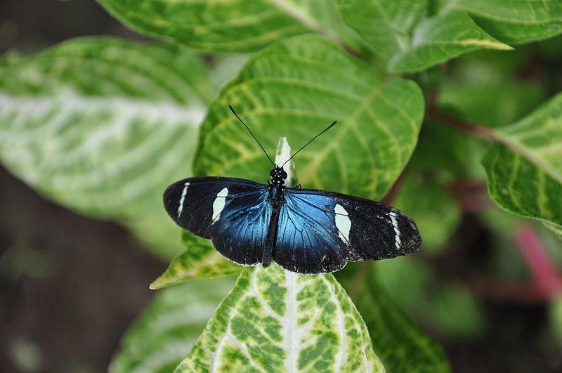 Mariposa-de-Mindo