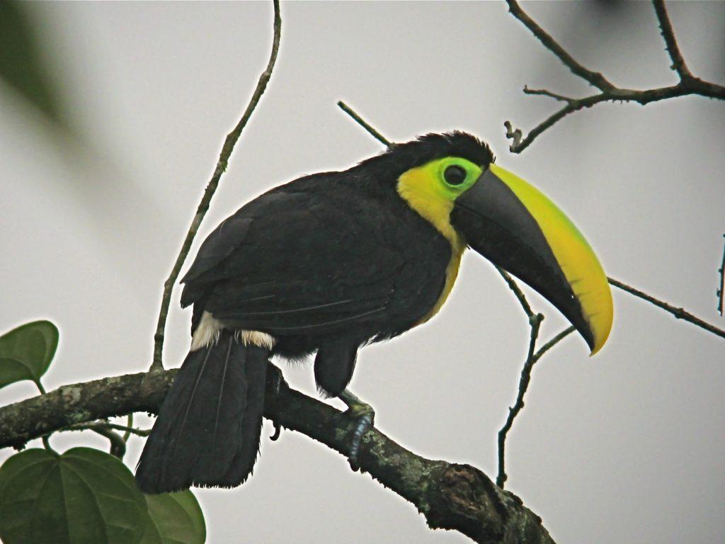mindo-observacion-aves