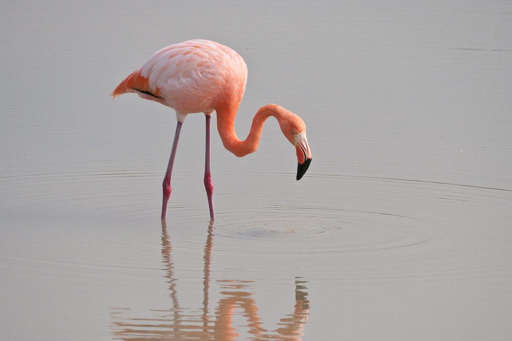 Flamingo en Galápagos flamingo galapagos