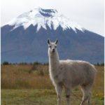 parque-nacional-cotopaxi