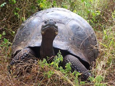 ilas galapagos
