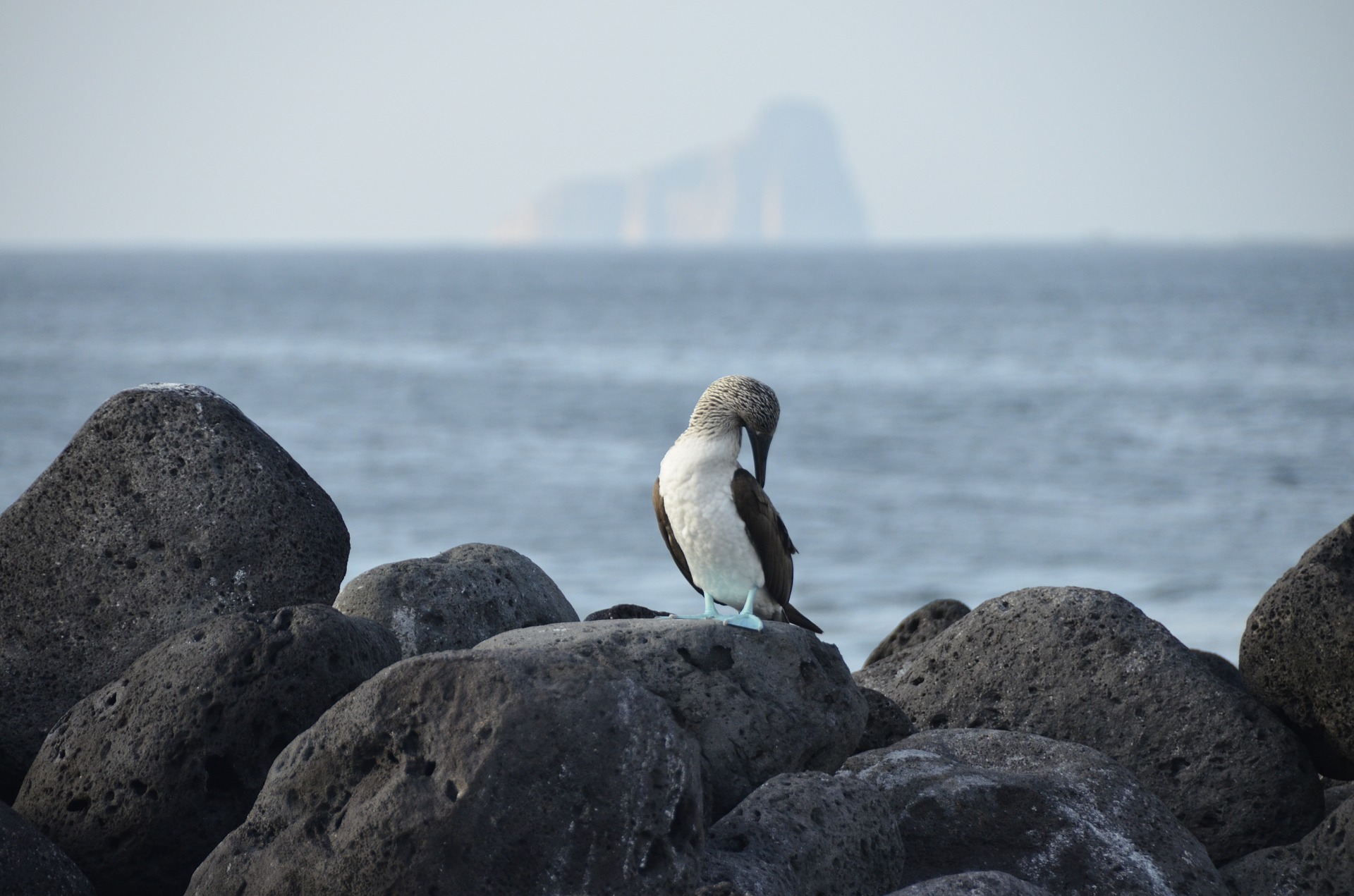 dia-de-galapagos