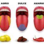 5-sabores-primarios