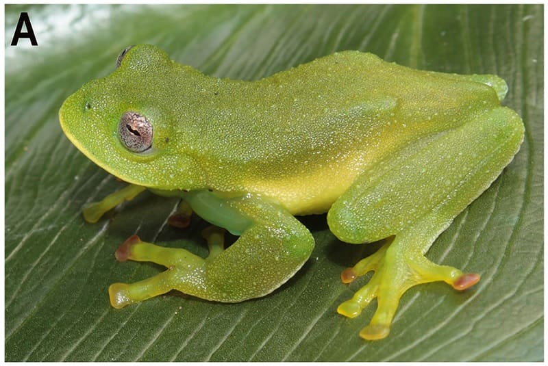 Centrolene camposi