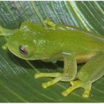 Centrolene-ericsmithi