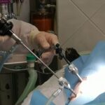 cirugia-laparoscopica-perros