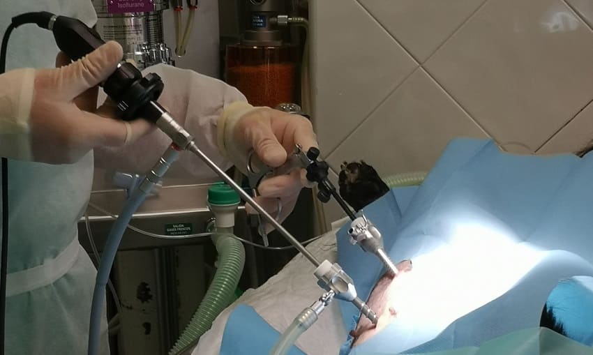 cirugia-laparoscopica-perros
