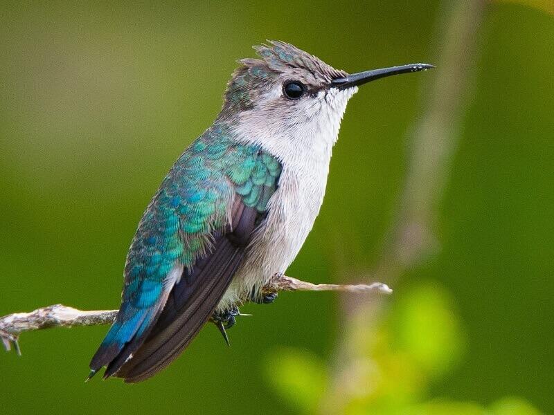 colibri-zunzuncito-peso