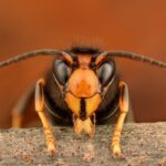 especies-invasoras-extinciones