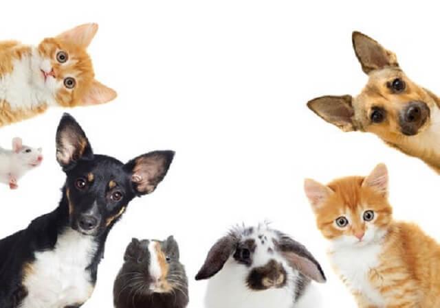 nombres-propios-animales