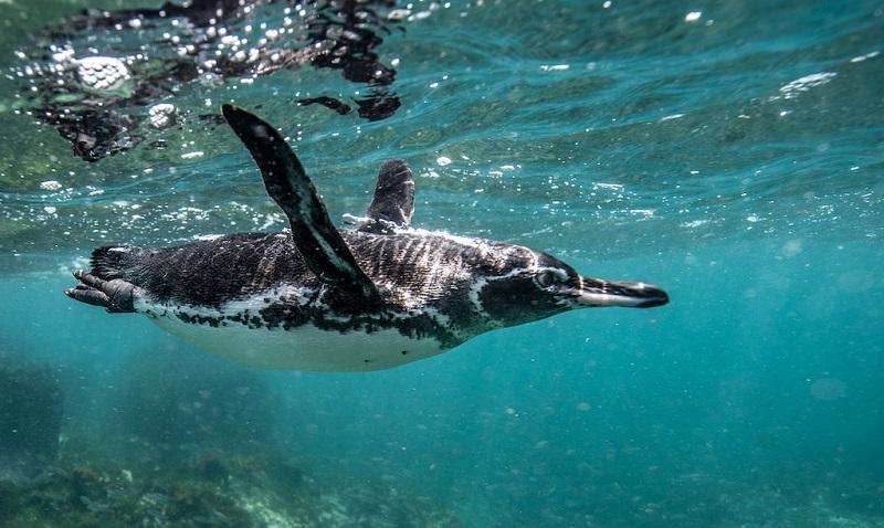 nueva-reserva-marina-galapagos
