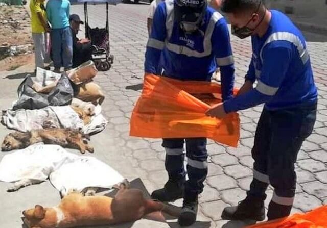 perros-envenenados-quito