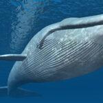 tipo-animal-ballena